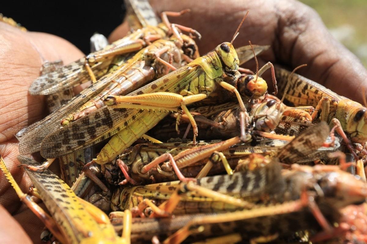 Dangers of DIY Pest Control