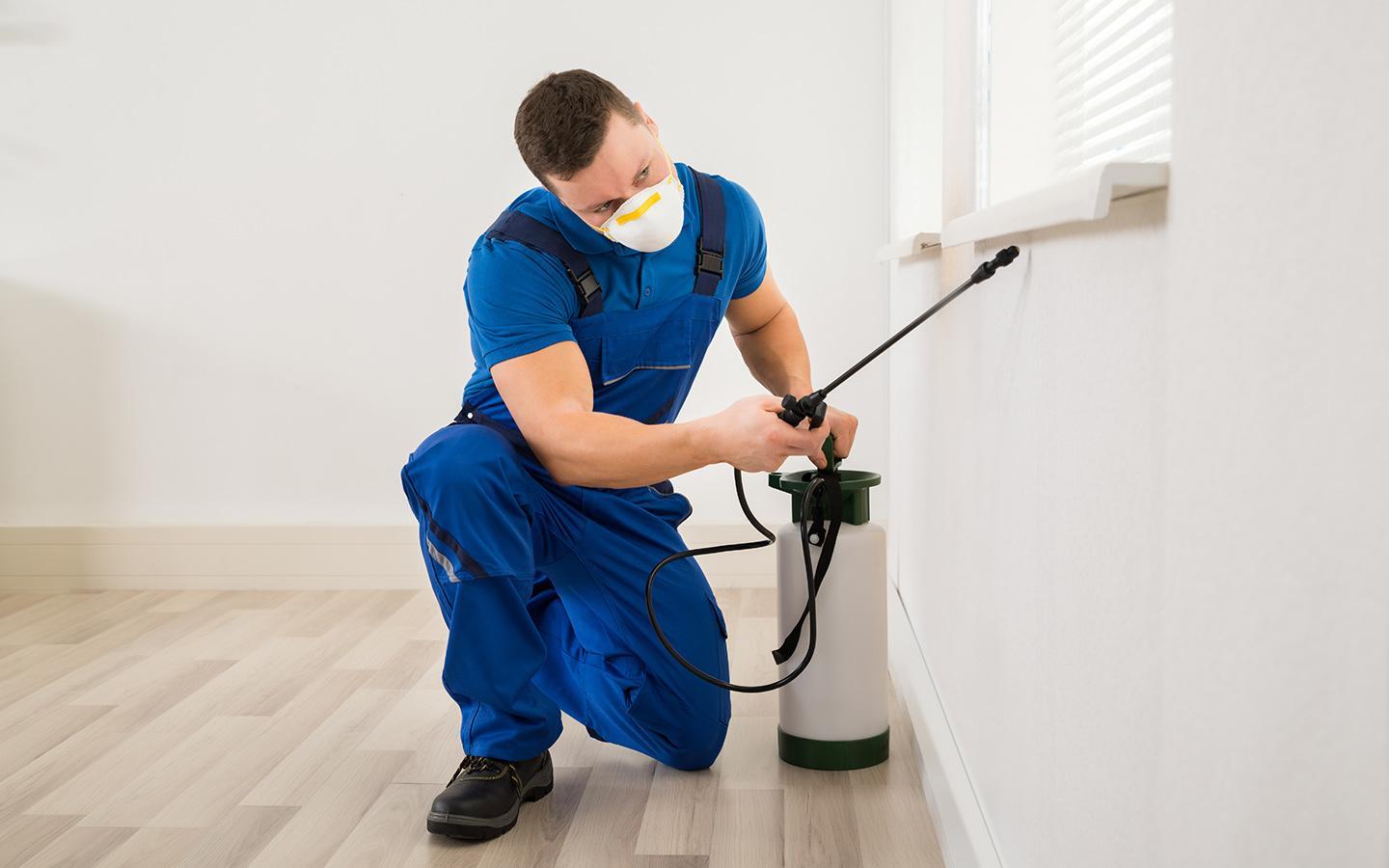Effective Pest Control Services in Al-Mushrif